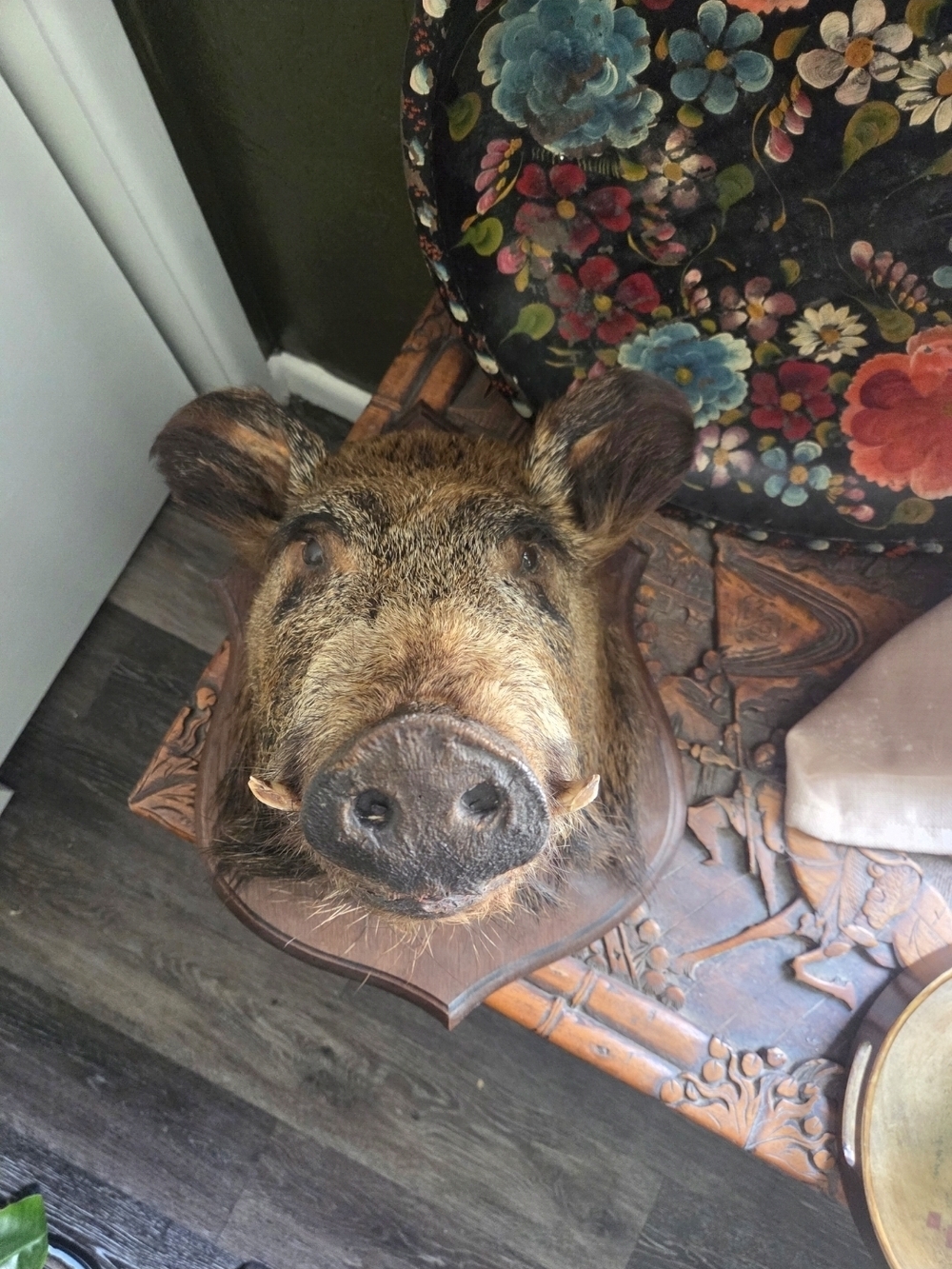 Antique Wild Boar French Taxidermy